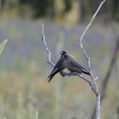 Artamus cyanopterus cyanopterus (Dusky Woodswallow) at Numeralla, NSW - 30 Dec 2021 by Steve_Bok