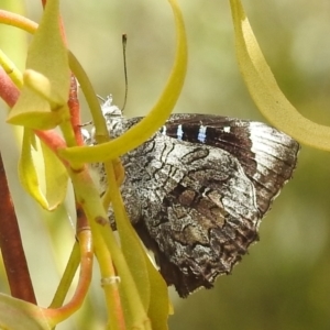 Ogyris olane at Stromlo, ACT - 31 Dec 2021