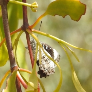 Ogyris olane at Stromlo, ACT - 31 Dec 2021