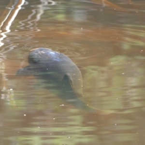 Cyprinus carpio at Numeralla, NSW - 31 Dec 2021