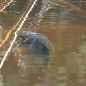 Cyprinus carpio at Numeralla, NSW - 31 Dec 2021