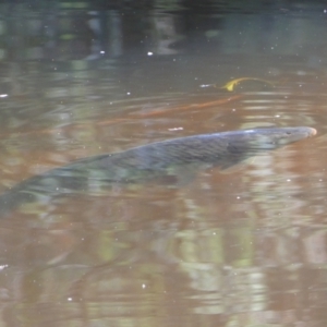 Cyprinus carpio at Numeralla, NSW - 31 Dec 2021