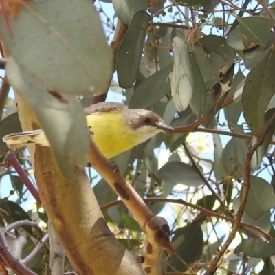 Gerygone olivacea (White-throated Gerygone) at Lions Youth Haven - Westwood Farm - 31 Dec 2021 by HelenCross