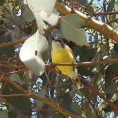 Gerygone olivacea at Stromlo, ACT - suppressed