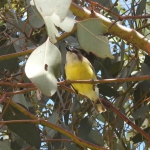 Gerygone olivacea at Stromlo, ACT - 31 Dec 2021