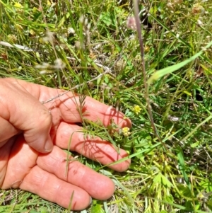 Swainsona monticola at Mount Clear, ACT - 29 Dec 2021