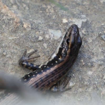 Eulamprus heatwolei (Yellow-bellied Water Skink) at Numeralla, NSW - 30 Dec 2021 by Steve_Bok