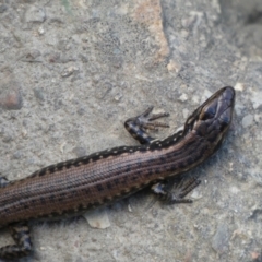 Eulamprus heatwolei at Numeralla, NSW - 30 Dec 2021