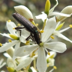 Eleale sp. (genus) at Stromlo, ACT - 31 Dec 2021