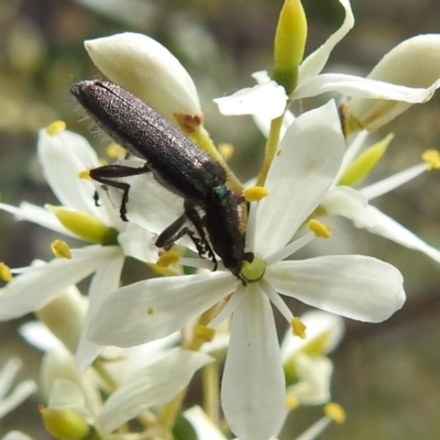 Eleale sp. (genus) (Clerid beetle) at Lions Youth Haven - Westwood Farm A.C.T. - 31 Dec 2021 by HelenCross