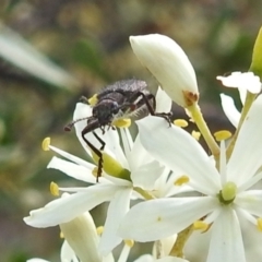 Eleale sp. (genus) at Stromlo, ACT - suppressed