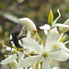 Eleale sp. (genus) at Stromlo, ACT - suppressed