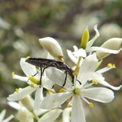 Eleale sp. (genus) at Stromlo, ACT - suppressed