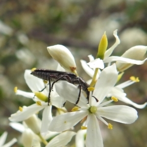 Eleale sp. (genus) at Stromlo, ACT - 31 Dec 2021