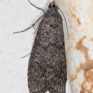 Heteromicta pachytera at Melba, ACT - 26 Oct 2021 09:35 PM