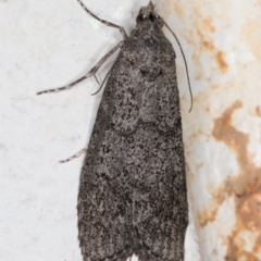 Heteromicta pachytera (Galleriinae subfamily moth) at Melba, ACT - 26 Oct 2021 by kasiaaus