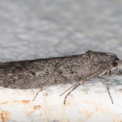 Heteromicta pachytera at Melba, ACT - 26 Oct 2021 09:35 PM