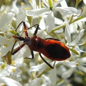 Gminatus australis at Stromlo, ACT - 31 Dec 2021