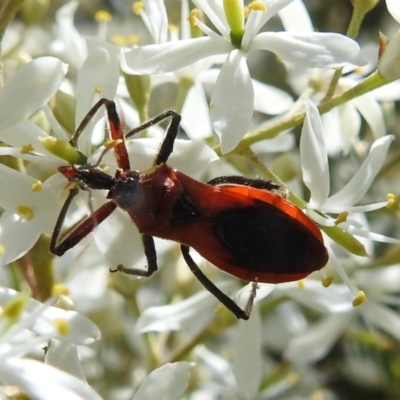 Gminatus australis (Orange assassin bug) at Lions Youth Haven - Westwood Farm A.C.T. - 31 Dec 2021 by HelenCross