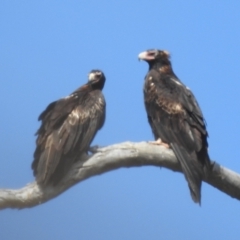 Aquila audax (Wedge-tailed Eagle) at McQuoids Hill - 31 Dec 2021 by HelenCross