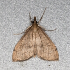 Uresiphita ornithopteralis (Tree Lucerne Moth) at Melba, ACT - 26 Oct 2021 by kasiaaus