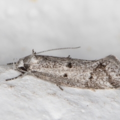 Heterozyga coppatias (A concealer moth) at Melba, ACT - 26 Oct 2021 by kasiaaus