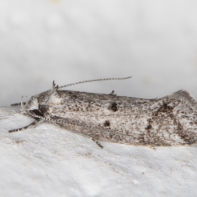 Heterozyga coppatias (A concealer moth) at Melba, ACT - 26 Oct 2021 by kasiaaus