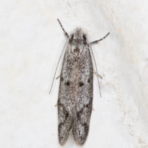 Heterozyga coppatias at Melba, ACT - 26 Oct 2021 09:41 PM