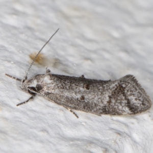 Heterozyga coppatias at Melba, ACT - 26 Oct 2021 09:41 PM