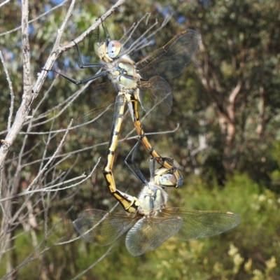 Hemicordulia tau (Tau Emerald) at McQuoids Hill - 31 Dec 2021 by HelenCross