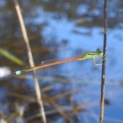 Ischnura aurora (Aurora Bluetail) at Stromlo, ACT - 31 Dec 2021 by HelenCross