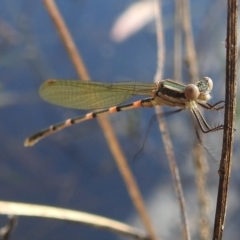 Austrolestes leda (Wandering Ringtail) at Stromlo, ACT - 31 Dec 2021 by HelenCross