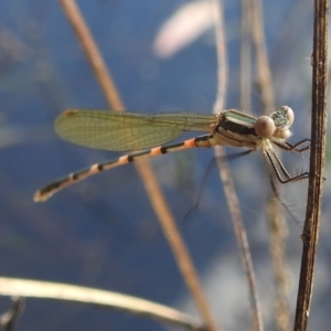 Austrolestes leda at Stromlo, ACT - 31 Dec 2021