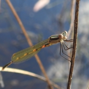 Austrolestes leda at Stromlo, ACT - 31 Dec 2021