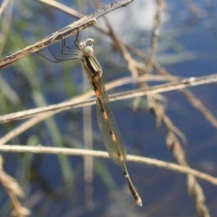 Austrolestes leda at Stromlo, ACT - 31 Dec 2021 04:53 PM