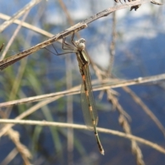 Austrolestes leda at Stromlo, ACT - 31 Dec 2021 04:53 PM