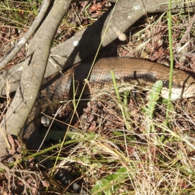 Tiliqua scincoides scincoides (Eastern Blue-tongue) at Lions Youth Haven - Westwood Farm - 31 Dec 2021 by HelenCross