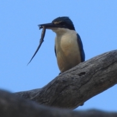 Todiramphus sanctus (Sacred Kingfisher) at Lions Youth Haven - Westwood Farm A.C.T. - 31 Dec 2021 by HelenCross