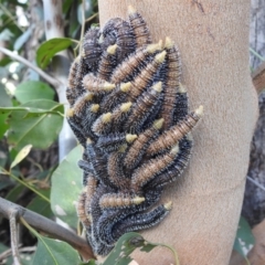 Perginae sp. (subfamily) (Unidentified pergine sawfly) at Stromlo, ACT - 31 Dec 2021 by HelenCross