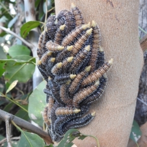 Perginae sp. (subfamily) at Stromlo, ACT - 31 Dec 2021