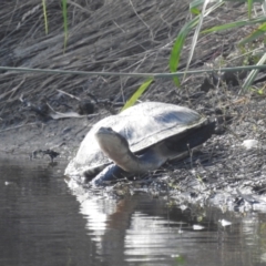 Chelodina longicollis (Eastern Long-necked Turtle) at Lions Youth Haven - Westwood Farm - 31 Dec 2021 by HelenCross