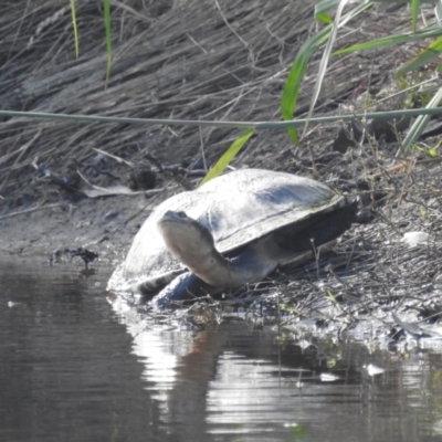 Chelodina longicollis (Eastern Long-necked Turtle) at Lions Youth Haven - Westwood Farm A.C.T. - 31 Dec 2021 by HelenCross