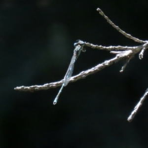 Austrolestes leda at Macarthur, ACT - 1 Jan 2022 11:39 AM