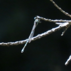 Austrolestes leda at Macarthur, ACT - 1 Jan 2022 11:39 AM