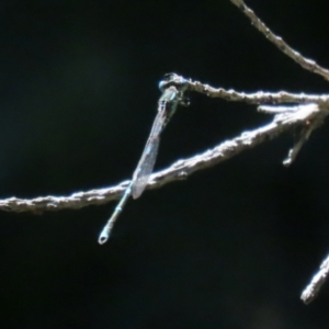 Austrolestes leda at Macarthur, ACT - 1 Jan 2022