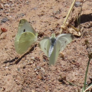 Pieris rapae at Hume, ACT - 1 Jan 2022