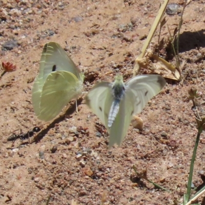 Pieris rapae (Cabbage White) at Hume, ACT - 1 Jan 2022 by RodDeb