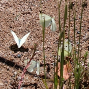 Pieris rapae at Hume, ACT - 1 Jan 2022