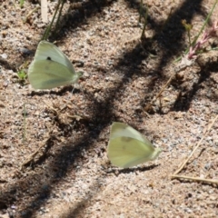 Pieris rapae at Hume, ACT - 1 Jan 2022