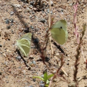 Pieris rapae at Hume, ACT - 1 Jan 2022